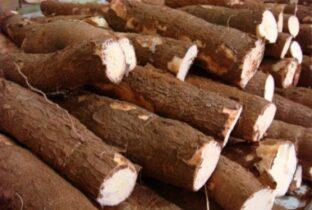 MANDIOCA/CEPEA: Baixa oferta mantém preços em alta; média de outubro sobe 12%