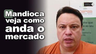 Mandioca: mercado segue com pouca valorização, informa Fábio Isaías Felipe, do CEPEA