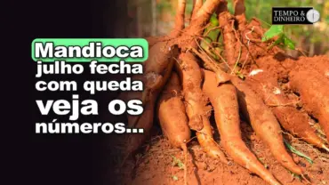 Mandioca: julho fecha com queda de 8% e abre mês de agosto pressionado, informa Fábio Felipe