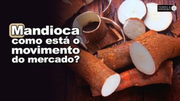 Mandioca: saiba como está o movimento do mercado de raiz e derivados com Fábio Isaías Felipe