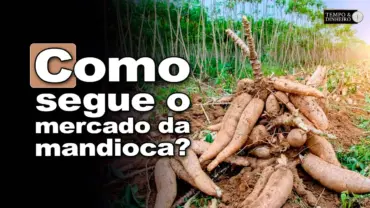 Mandioca: raiz e derivados de lado, informa Fábio Isaías Felipe, do CEPEA