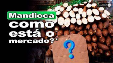 Mandioca tem mercado lento com produtividade irregular de raiz, informa Fábio Isaías Felipe