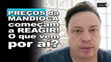 Mandioca: mercado tem leve reação de preços. Veja o comentário com Fábio Isaías Felipe, do CEPEA