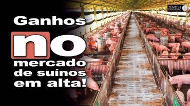 Suínos tem mercado remunerador e entrega de animais mais leves