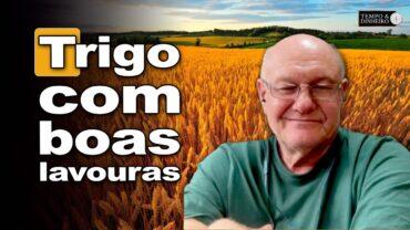 Consultor afirma que o trigo está com ótimas lavouras no Brasil