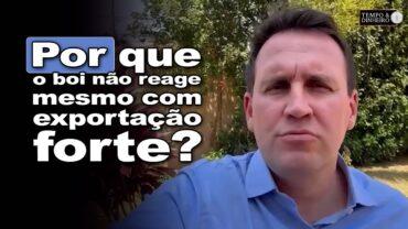 Por que o boi segue pressionado mesmo com exportações em alta?