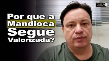 Mandioca: mercado marcado por oferta restrita e preços sustentados, informa Fábio Isaías Felipe