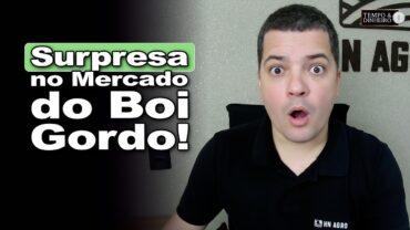 Boi gordo: aumenta número de animais abatidos no segundo trimestre. Hyberville Neto comenta