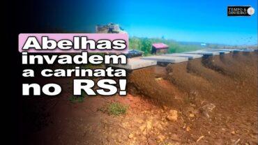 Abelhas na carinata! Colméias se espalham pelo campo no RS. Polinização em tempo real