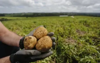 BATATA/CEPEA: Preços sobem nos atacados