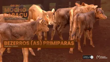 Bezerros lote Primiparas! Nasce fácil e consegue padronizar!
