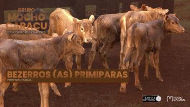 Bezerros lote Primíparas – 3º Encontro dos Criadores – Grupo Mocho Caracu