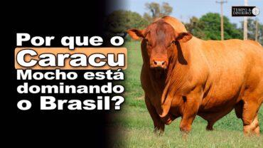 Caracu Mocho: Maurício Veloso, presidente da ASSOCON, fala da conquista do Brasil pela raça