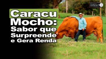 Criador do Caracu Mocho revela segredo do sabor da carne e como lucrar com a criação