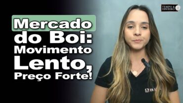 Boi gordo encerra primeira semana de lado mas com preços firmes, informa Isabella Camargo
