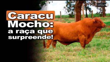 Caracu mocho: conheça um pouco mais dessa raça e acompanhe dia de campo em SP