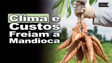 Mandioca: oferta reduzida com retração dos produtores por baixa rentabilidade e clima seco