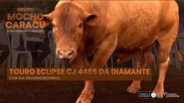 Touro Eclipse CJ 4485: muita carne e musculosidade!