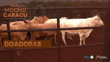 Doadoras do grupo Mocho Caracu a pasto e sem suplementação!