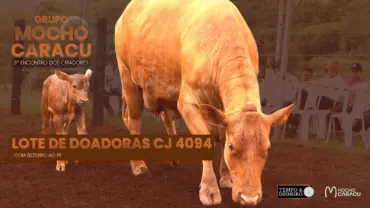Doadoras CJ 4094! A vaca matriz equilibrada!