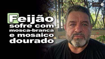 Feijão sofre com mosca-branca e mosaico dourado em Paracatú, MG. Vazio sanitário?