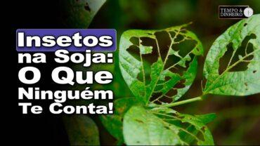 Insetos! Como combater as principais pragas que atacam a soja? Dr Inseto revela segredo das sementes