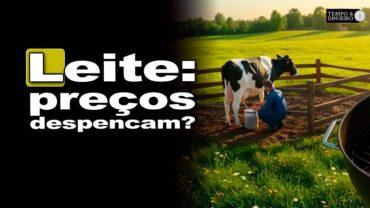 Leite tem queda de preços em julho. Vaca leiteira vai para o gancho?