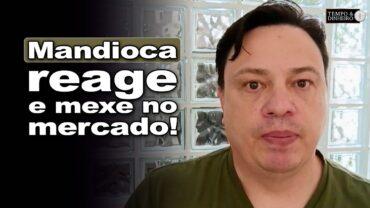 Mandioca tem mercado com reação de preços, informa Fábio Isaías Felipe, do CEPEA
