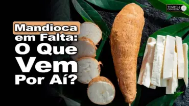 Mandioca: oferta ainda reduzida em todas as regiões acompanhadas pelo Cepea, informa Fábio Felipe