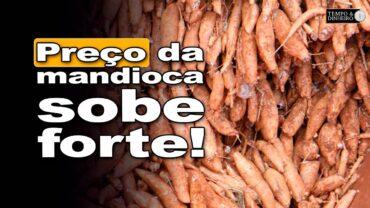 Mandioca: oferta restrita impulsiona preços no Brasil, informa Fábio Isaías Felipe, do Cepea