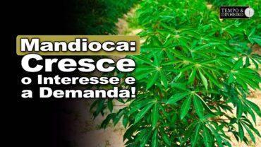 Mandioca: aumenta interesse comprador e  escoamento de raiz e derivados, informa Fábio Isaías Felipe