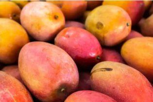 MANGA/CEPEA: Preço da tommy cai no Vale; palmer sobe