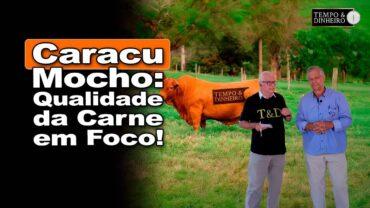 Caracu mocho: Dia de Campo em Orlândia discute corte e rendimento de carcaça, diz Celso Junqueira