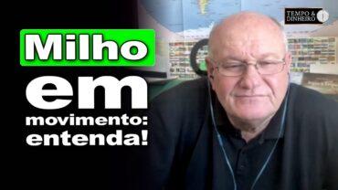 Milho em movimento: como o mercado interno brasileiro está reagindo?