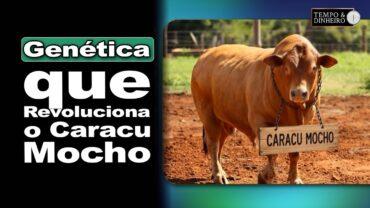 Caracu Mocho : Dr. Trovo chama atenção  para a genética na evolução e transformação da raça