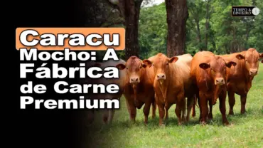 Caracu Mocho: docilidade e fábrica de carne com marmoreio!