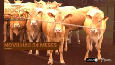 Novilhas amarelas! Gado de trópico da Diamante