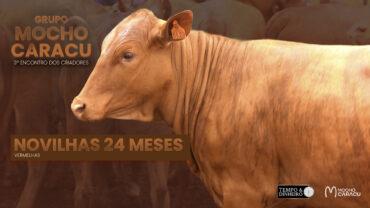 Novilha 24 meses – Vermelhas – 3º Encontro dos Criadores – Grupo Mocho Caracu