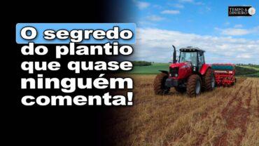 Plantio da próxima safra requer cuidado com escaldadura e profundidade das sementes