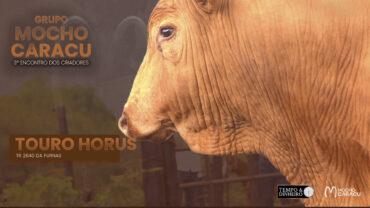 Touro Horus TR 2640 da Furnas – 3º Encontro dos Criadores – Grupo Mocho Caracu