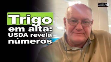 USDA aponta safra de trigo maior e mexe com expectativas globais