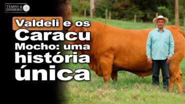 Caracu mocho: conheça a história do criador Valdeli, que há mais de 30 anos cria animais da raça