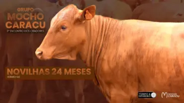 Novilhas vermelhas com maior fornecimento de carne!