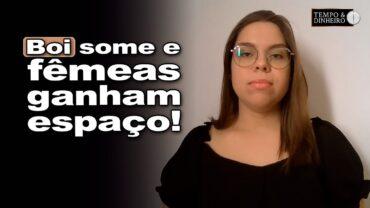 Boi gordo: baixa liquidez e aumento da busca por fêmeas, informa Isabella Zavatti, do CEPEA