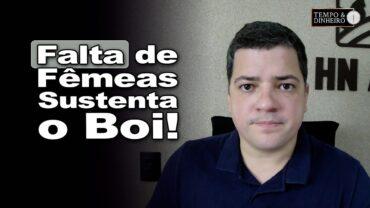 Boi gordo: diminui oferta de fêmeas e preços do boi gordo seguem firmes, informa Hyberville Neto