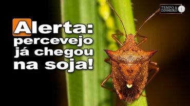 Percevejo barriga-verde está sugando o milho, e já ataca a soja