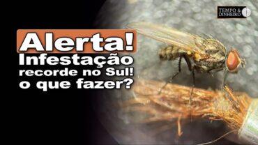 Mosca da bicheira avança no RS e deve subir com as chuvas rumo ao centro do País