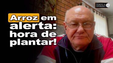 Arroz em semana frágil: desafios e oportunidades no plantio