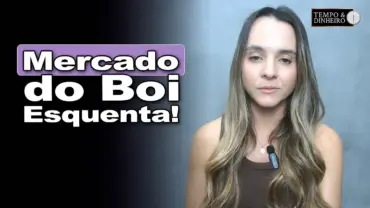 Boi gordo tem altas pontuais e reposição maior movimentação, informa Isabella Camargo