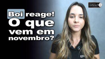 Boi começa semana com preços firmes. E o mercado em novembro? Isabella Camargo comenta